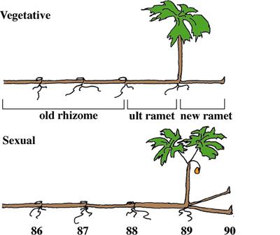 Interactions between developmental phenology, carbon movement, and storage constrain demography in the understory clonal herb Podophyllum peltatum L.